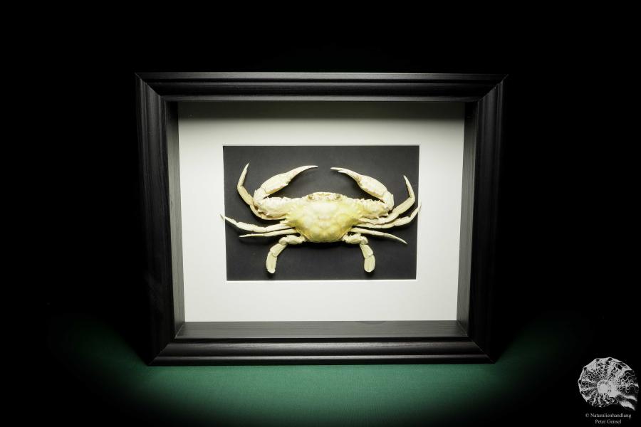 Monomia gladiator (15556) a crustacean from Indo-Pacific | Taxidermy | Crabs & Shrimps & Limulus