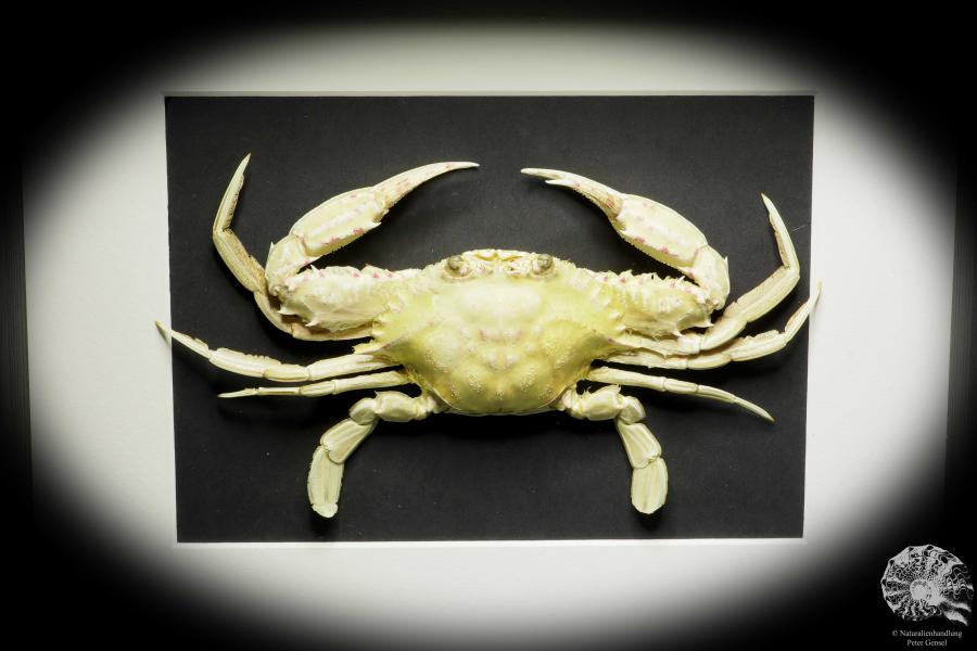 Monomia gladiator (15556) a crustacean from Indo-Pacific | Taxidermy | Crabs & Shrimps & Limulus