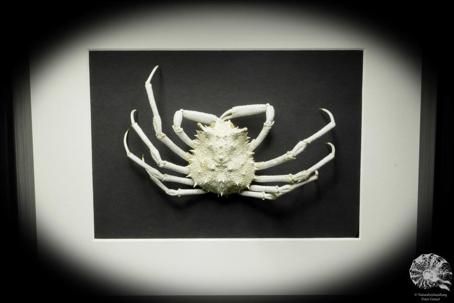 Micippa cristata (15559) a crustacean from Philippines | Taxidermy | Crabs & Shrimps & Limulus