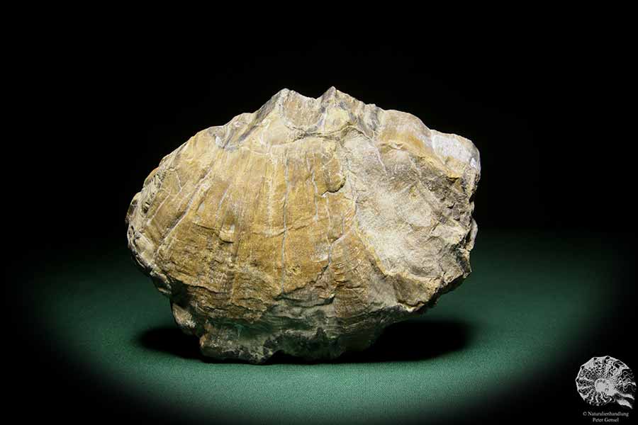 Agathoxylon spec. (15590) eine Pflanzenfossil aus Deutschland | Fossilien | Pflanzen