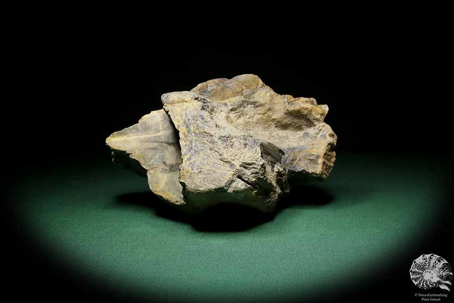 Agathoxylon spec. (15591) a fossil plant from Germany | Fossils | Plants