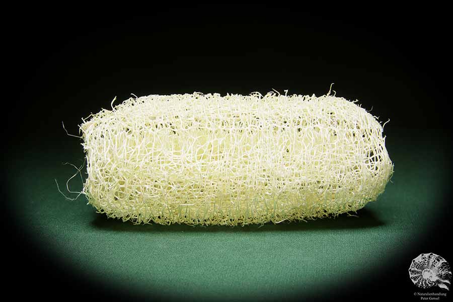 Luffa aegyptiaca (15596) a dried fruit from South America | Dried fruit