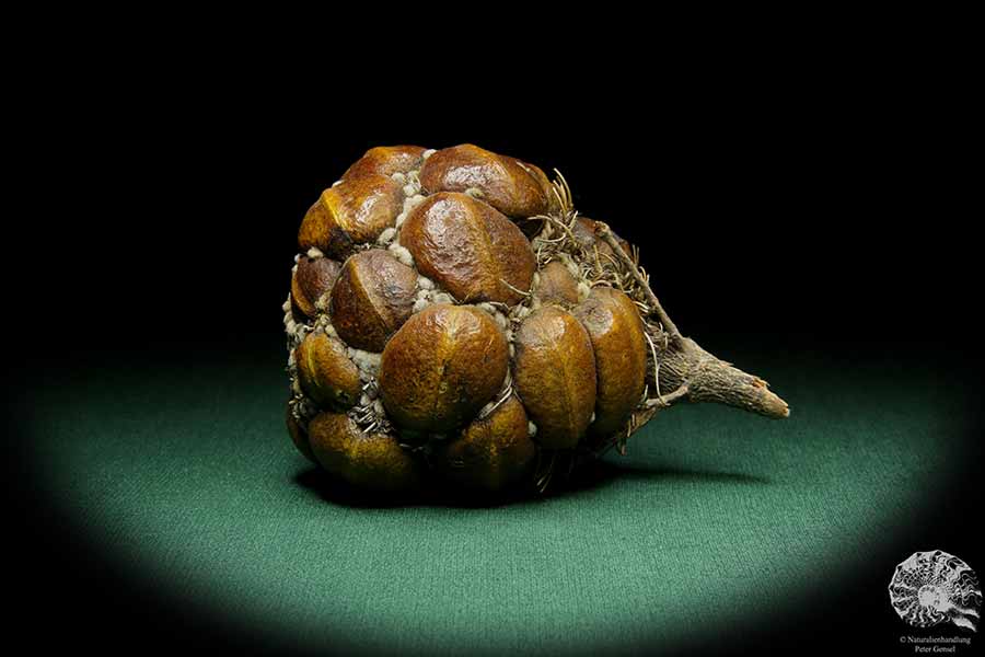 Banksia sphaerocarpa (15626) a dried fruit from Australia | Dried fruit