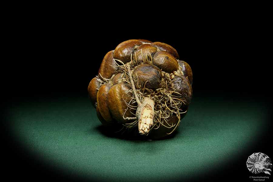 Banksia sphaerocarpa (15626) a dried fruit from Australia | Dried fruit