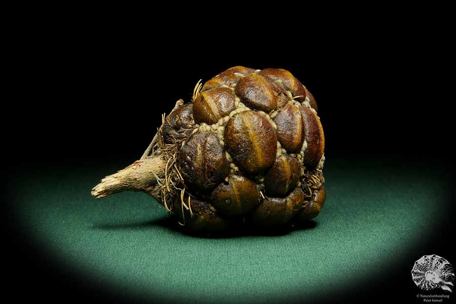 Banksia sphaerocarpa (15626) eine Trockenfrucht aus Australien | Trockenfrüchte