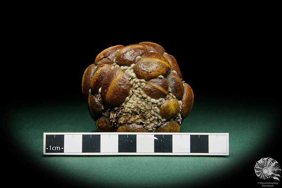 Banksia sphaerocarpa (15626) eine Trockenfrucht aus Australien | Trockenfrüchte