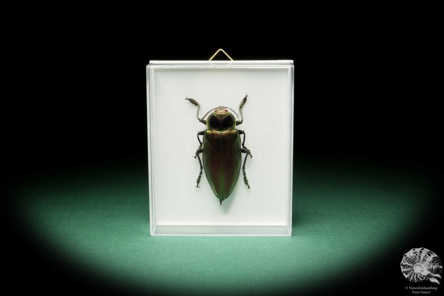 Euchroma gigantea (15722) a beetle from Colombia | Taxidermy | Beetles