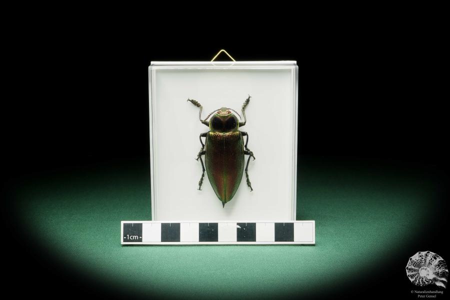 Euchroma gigantea (15722) ein Käfer aus Kolumbien | Präparate | Käfer