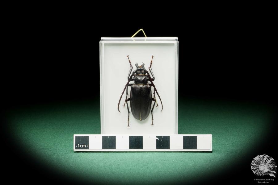 Prionomma javanum a beetle