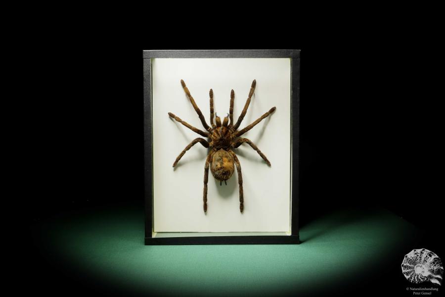 Theraphosa stirmi (15737) a arachnid from South America | Taxidermy | Spiders & Scorpions