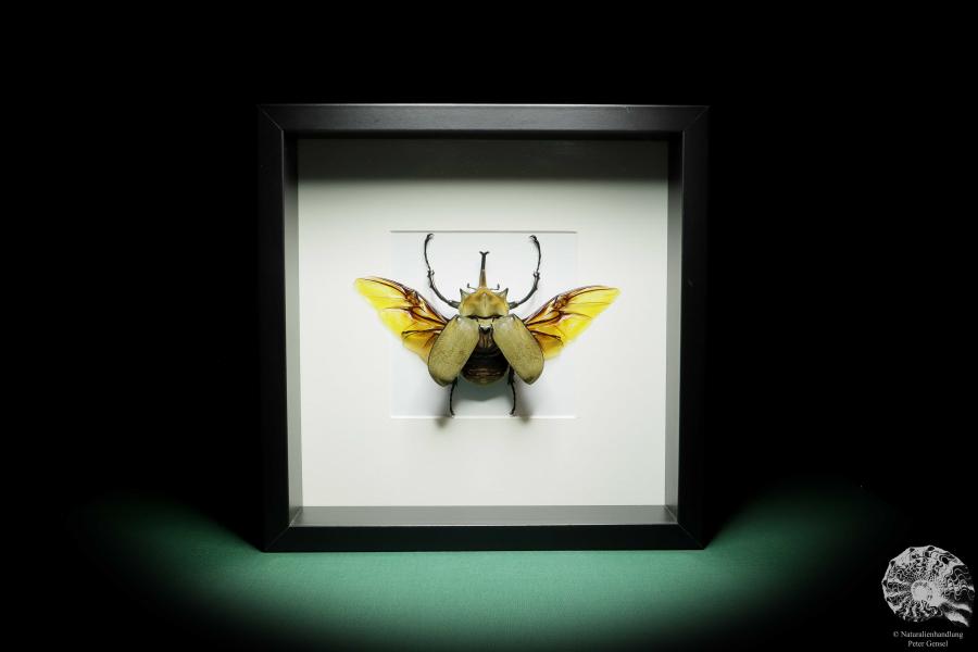 Megasoma elephas (15747) a beetle from Mexico | Taxidermy | Beetles