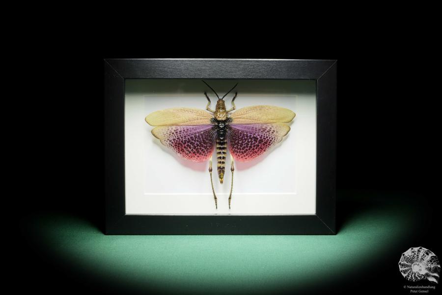 Phymateus viridipes (15754) a insect from Africa | Taxidermy | Other Insects