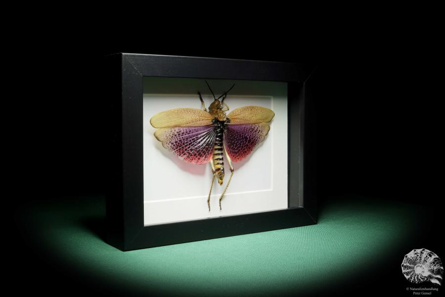 Phymateus viridipes (15754) a insect from Africa | Taxidermy | Other Insects