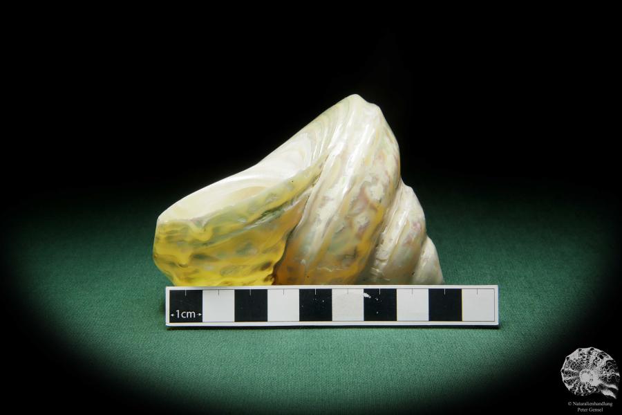 Megastraea undosa (15811) a snail from California | Conchylia | Snails