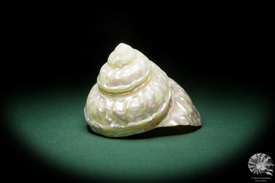 Megastraea undosa (15812) a snail from California | Conchylia | Snails