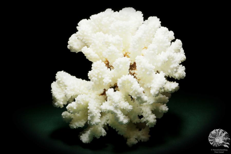 Pocillopora grandis (15838) a coral from South Sea | Conchylia | Corals & Bryozoans