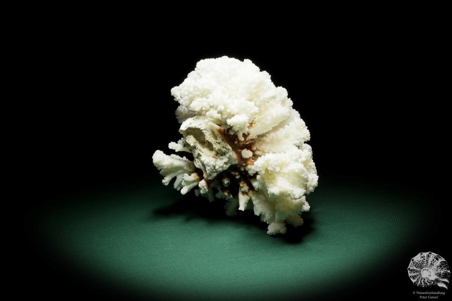 Pocillopora grandis (15838) a coral from South Sea | Conchylia | Corals & Bryozoans