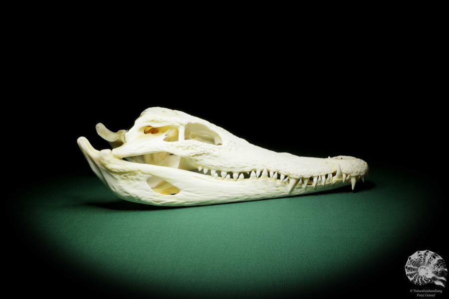 Crocodylus siamensis (15852) a skeleton from South East Asia | Taxidermy | Skeletons