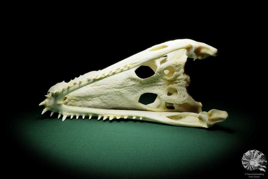 Crocodylus siamensis (15852) a skeleton from South East Asia | Taxidermy | Skeletons