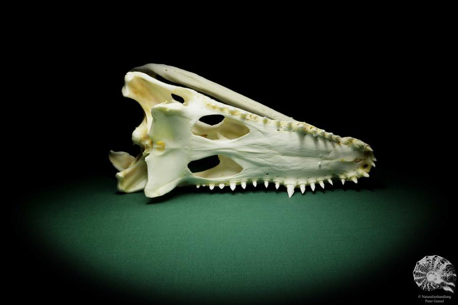 Crocodylus siamensis (15852) a skeleton from South East Asia | Taxidermy | Skeletons