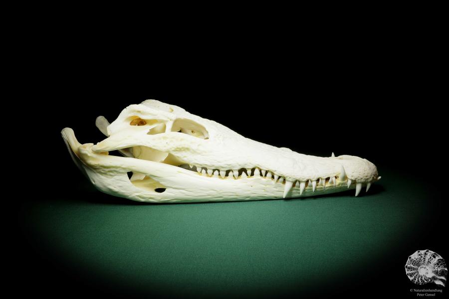 Crocodylus siamensis ein Skelett