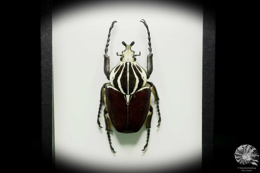 Goliathus goliatus a beetle