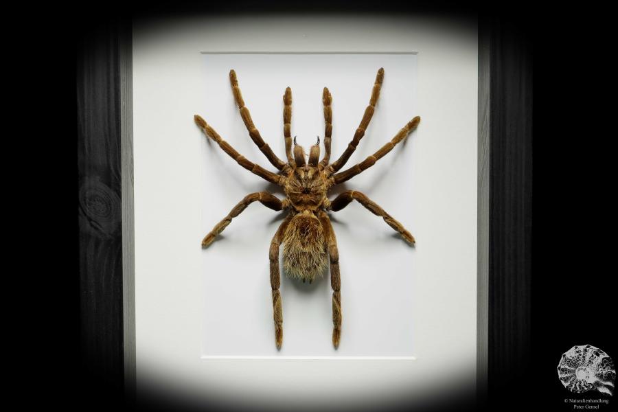 Pamphobeteus ultramarinus (16027) a arachnid from South America | Taxidermy | Spiders & Scorpions