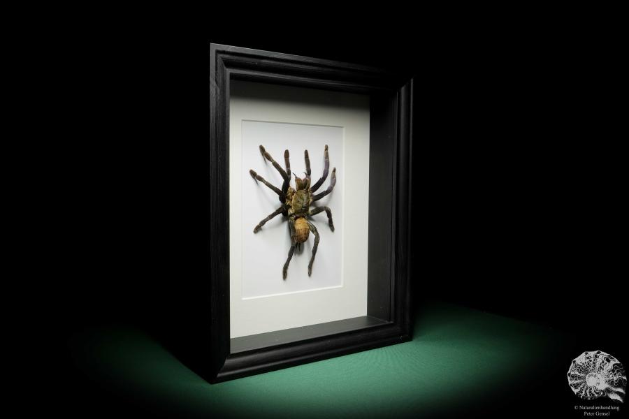 Chilobrachys fimbriatus (16040) a arachnid from South Asia | Taxidermy | Spiders & Scorpions