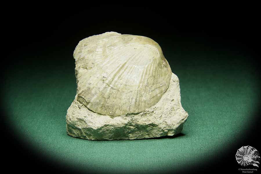 Costistricklandia lirata (16042) a shell from Sweden | Fossils | Shells & Brachiopods