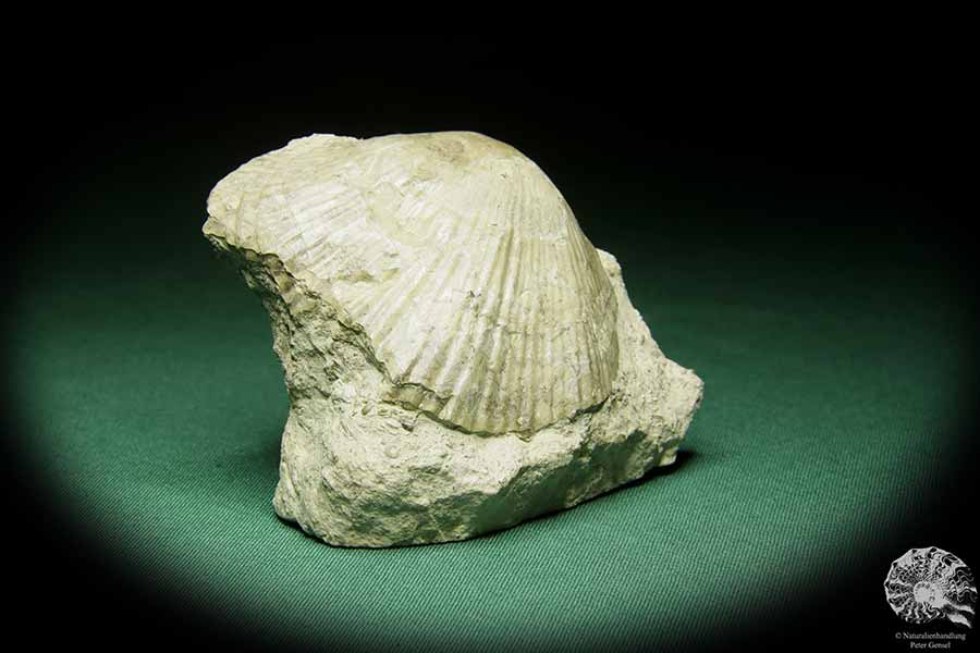 Costistricklandia lirata (16042) eine Muschel aus Schweden | Fossilien | Muscheln & Brachiopoden