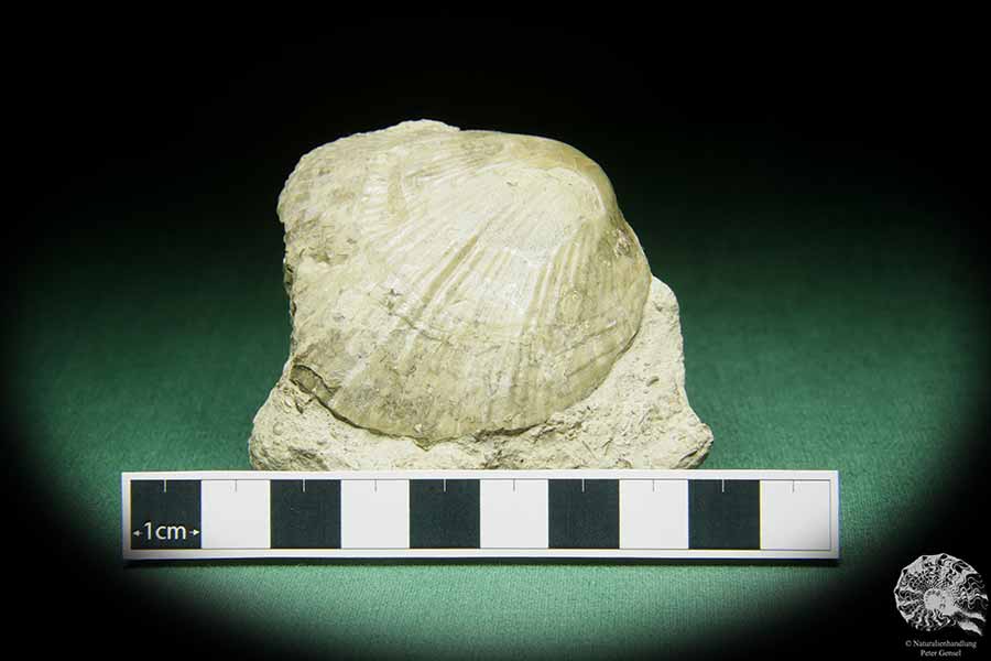 Costistricklandia lirata (16042) a shell from Sweden | Fossils | Shells & Brachiopods