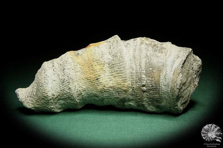 Dokophyllum bullatum (16051) eine Koralle aus Schweden | Fossilien | Korallen