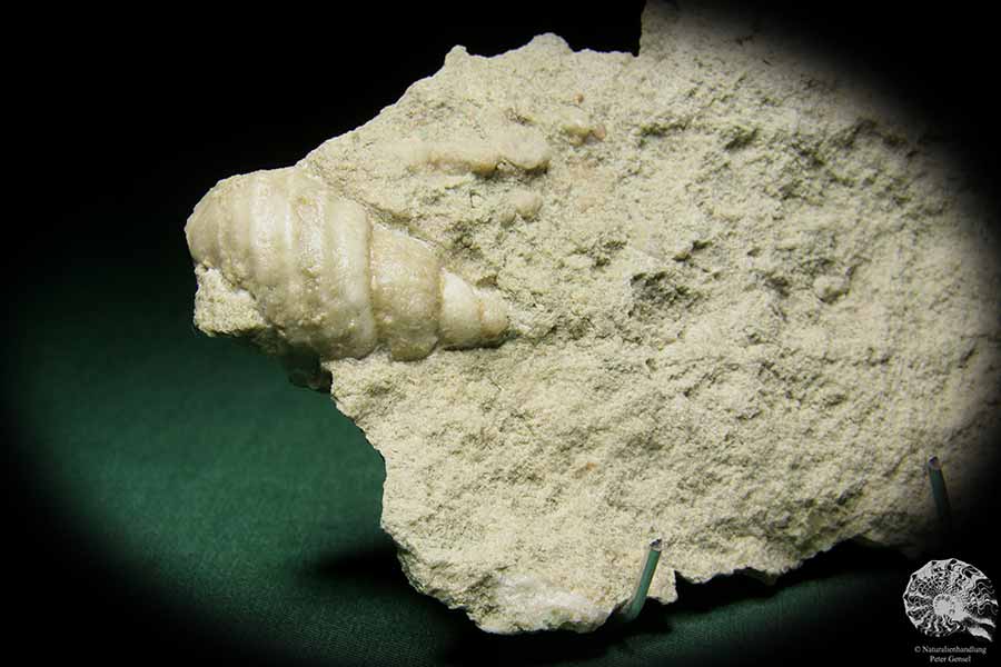 Worthenia speciosa (16055) a snail from Sweden | Fossils | Snails