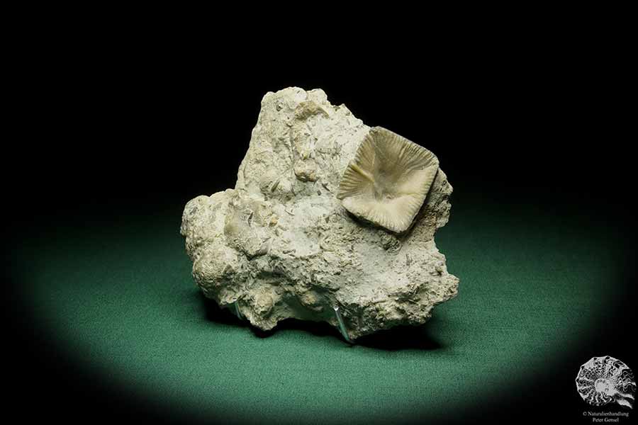 Goniophyllum pyramidale (16056) a coral from Sweden | Fossils | Corals