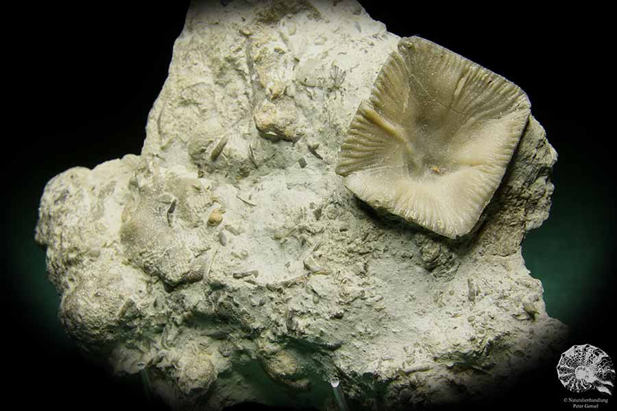 Goniophyllum pyramidale (16056) a coral from Sweden | Fossils | Corals