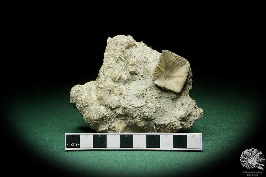 Goniophyllum pyramidale (16056) a coral from Sweden | Fossils | Corals