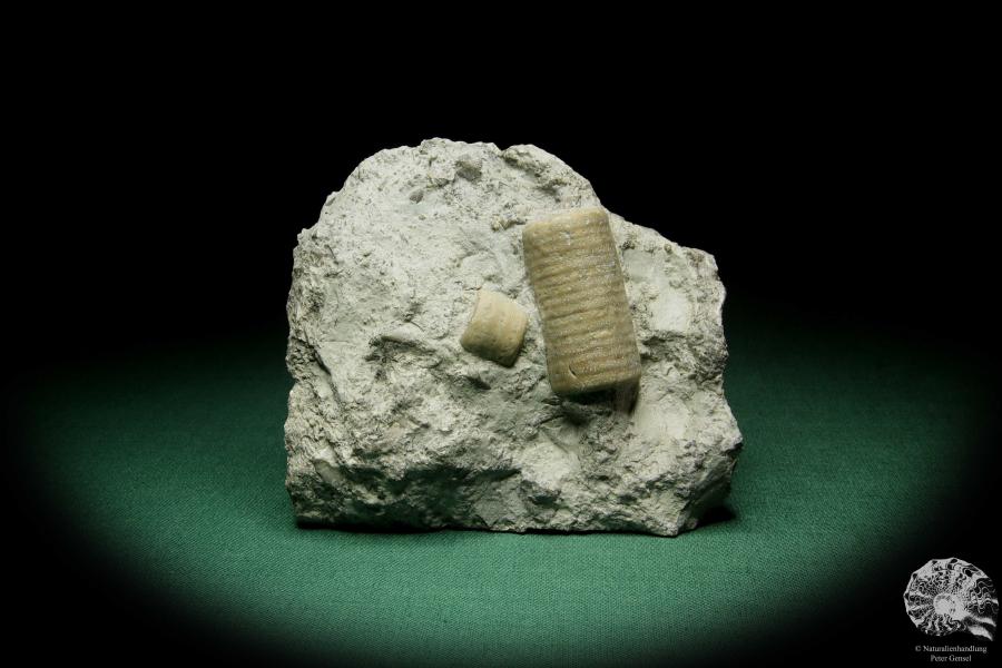 Crinoidea a echinoderm