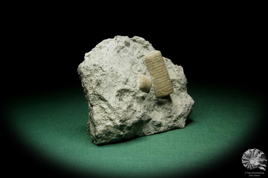 Crinoidea a echinoderm