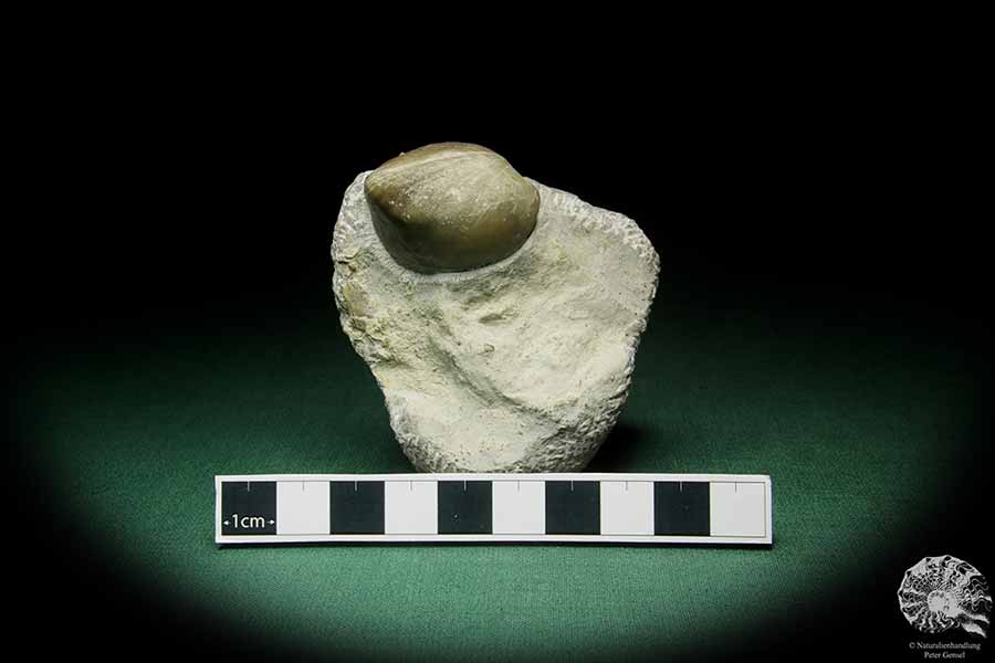 Atrypoidea prunum (16069) a shell from Sweden | Fossils | Shells & Brachiopods