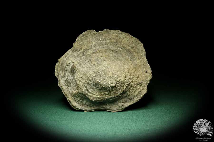 Heliolites spec. (16074) a coral from Sweden | Fossils | Corals