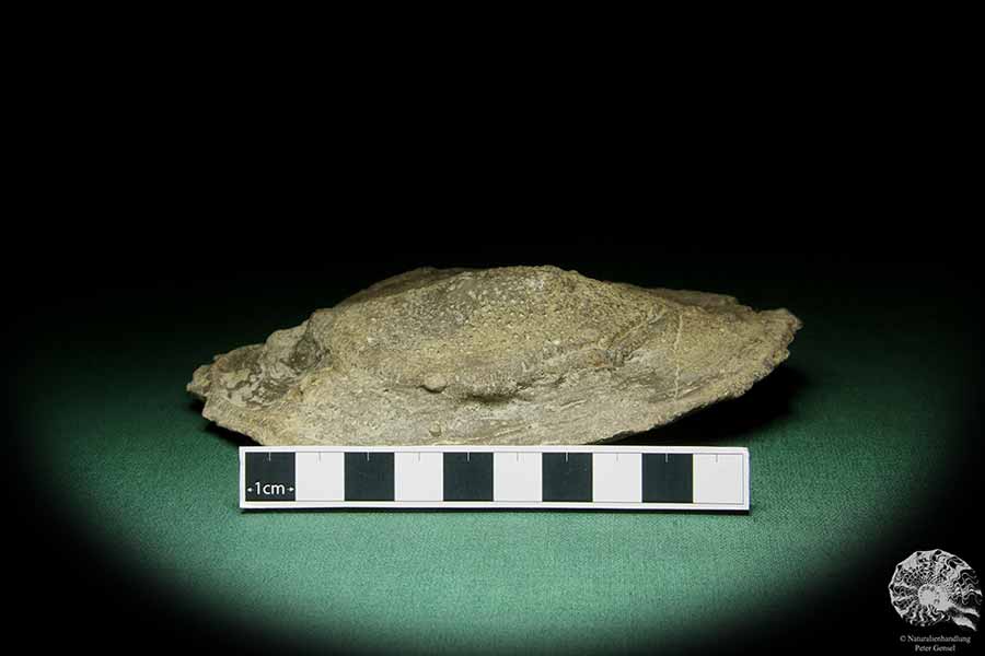 Heliolites spec. (16074) a coral from Sweden | Fossils | Corals