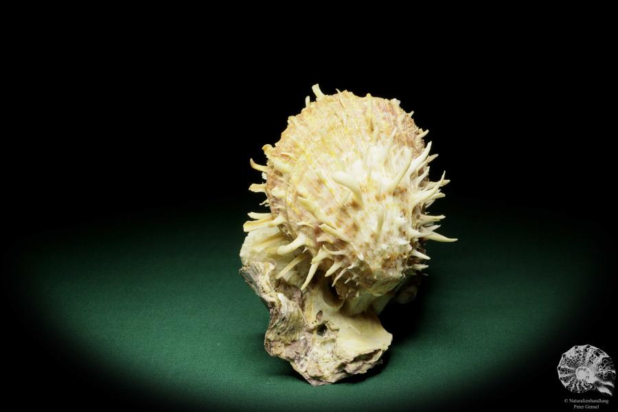 Spondylus variegatus (16140) a shell from Philippines | Conchylia | Shells & Brachiopods