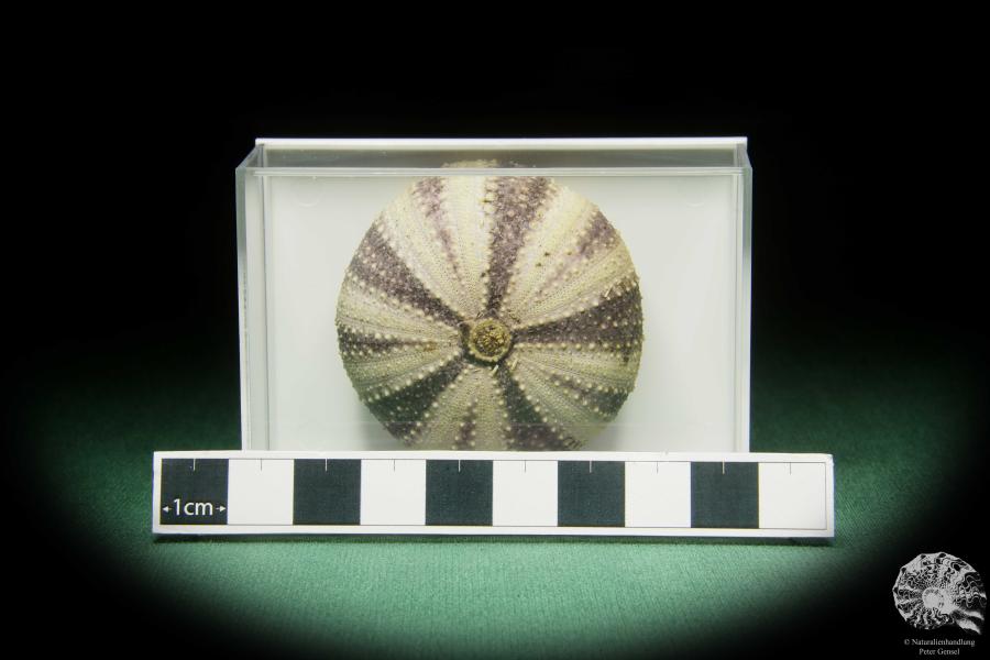 Tripneustes gratilla (16173) a echinoderm from Philippines | Conchylia | Starfish & Sea urchin