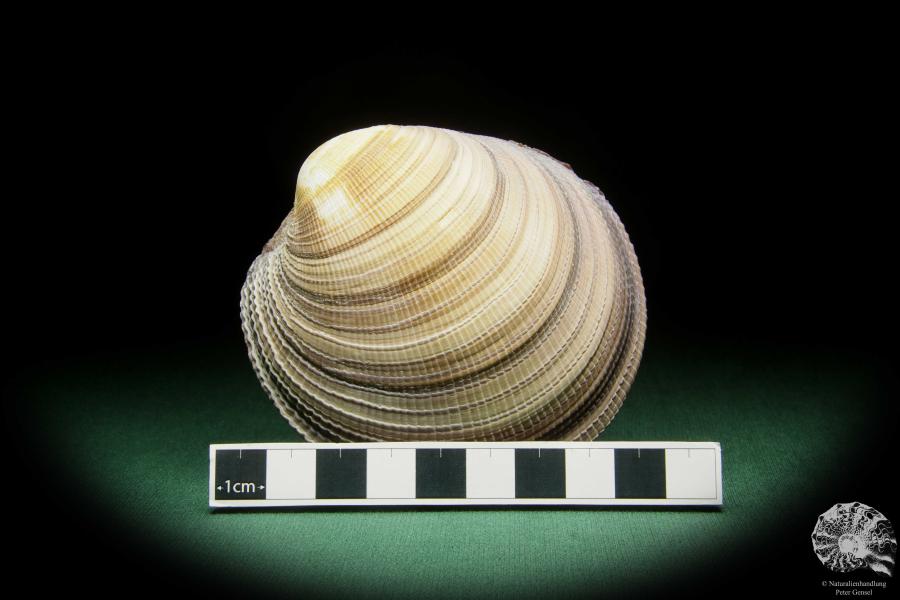 Antigona magnifica (16182) a shell from Indo-Pacific | Conchylia | Shells & Brachiopods