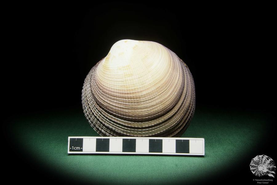 Antigona magnifica (16183) a shell from Indo-Pacific | Conchylia | Shells & Brachiopods