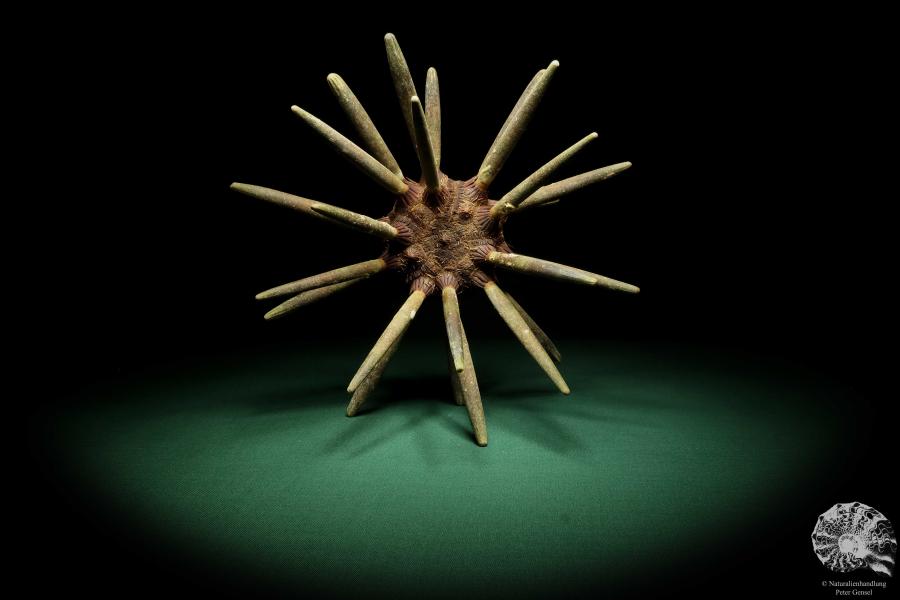 Phyllacanthus imperialis (16193) a echinoderm from Philippines | Conchylia | Starfish & Sea urchin