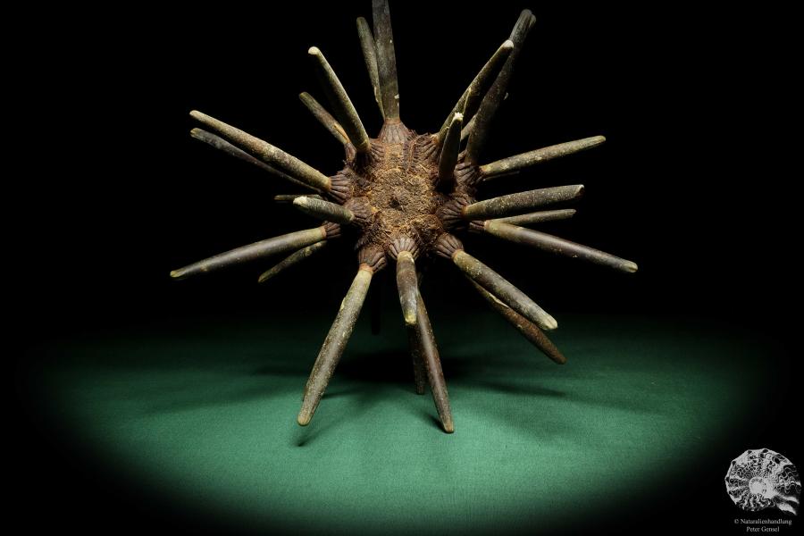 Phyllacanthus imperialis (16195) a echinoderm from Philippines | Conchylia | Starfish & Sea urchin