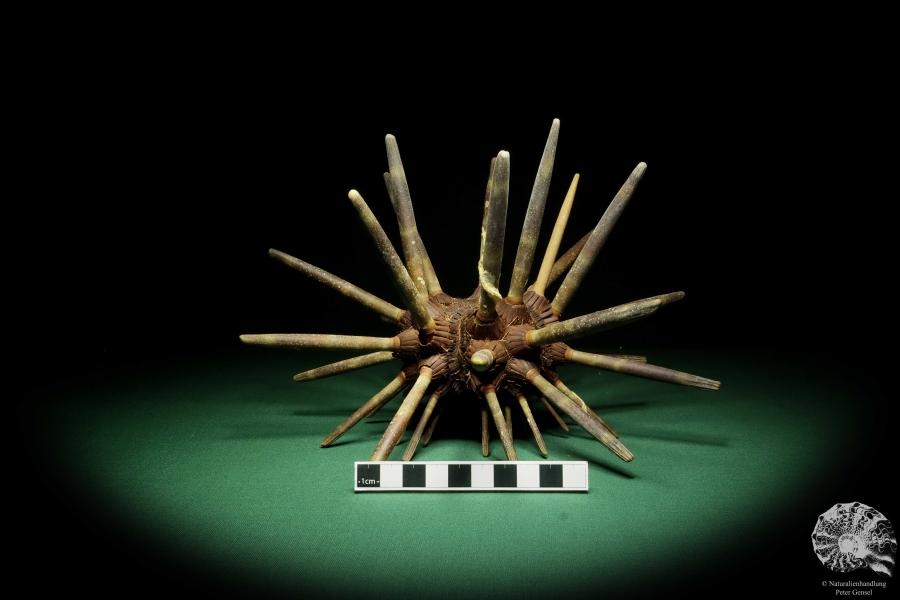 Phyllacanthus imperialis (16196) a echinoderm from Philippines | Conchylia | Starfish & Sea urchin