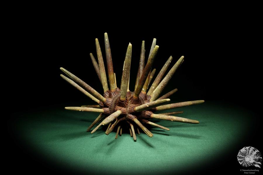 Phyllacanthus imperialis (16199) a echinoderm from Philippines | Conchylia | Starfish & Sea urchin