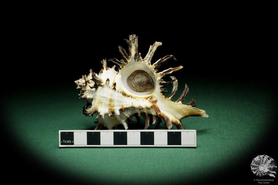 Hexaplex cichoreum (16221) a snail from Philippines | Conchylia | Snails